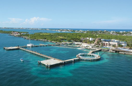 Nado con Delfines en Cancún Isla Mujeres