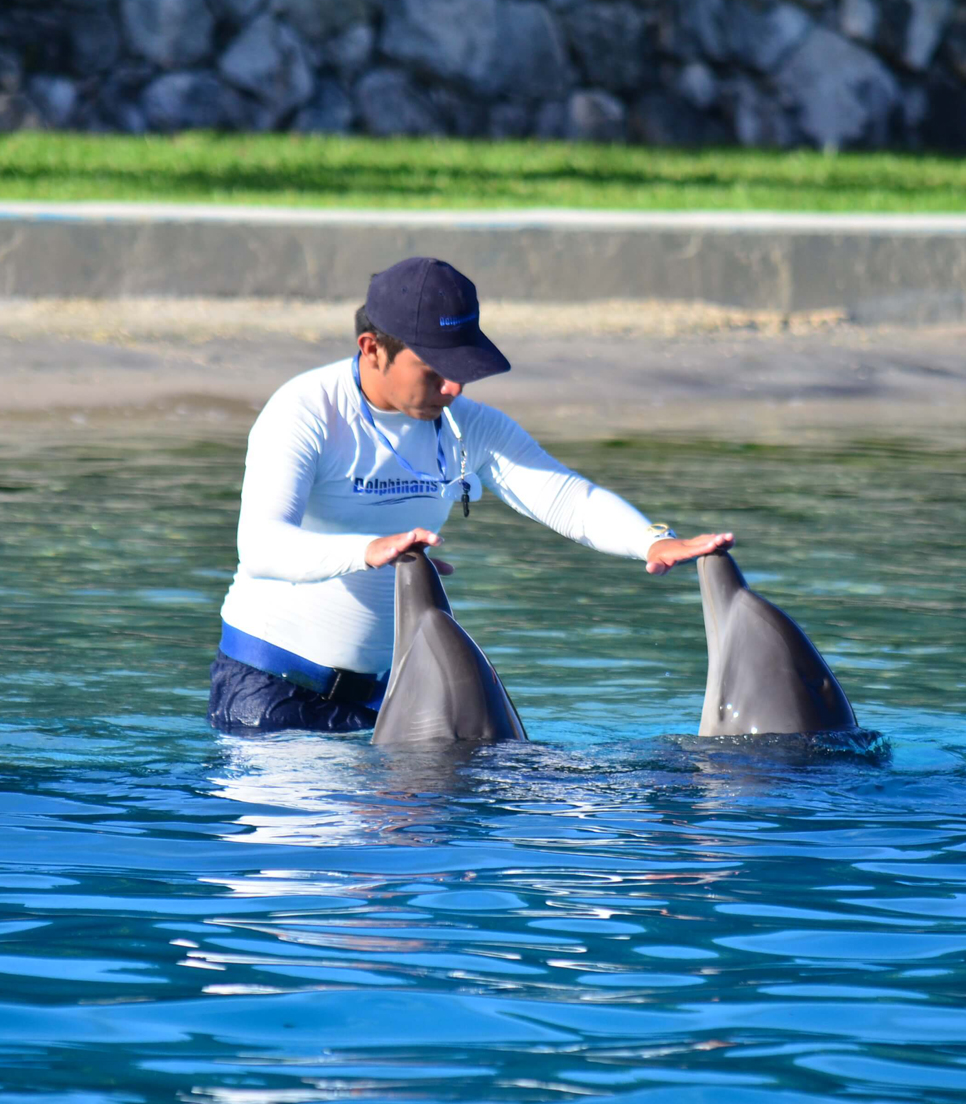 Nado con Delfines en Cancún Isla Mujeres